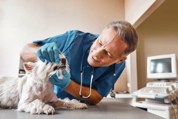 Best Emergency Dental Care for Broken or Chipped Teeth in Sterling, GA